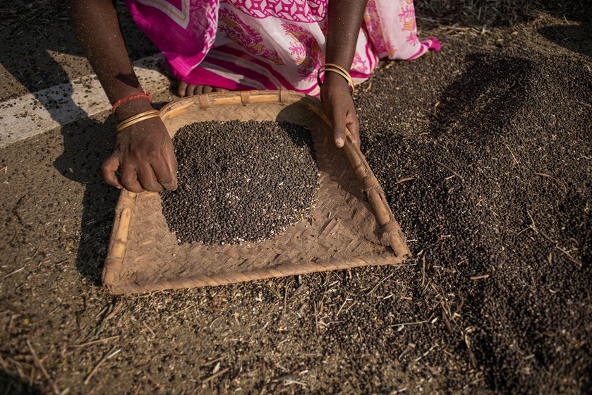 Women workers winnow (left) the freshly harvested black gram after which they clean and sort (right)
