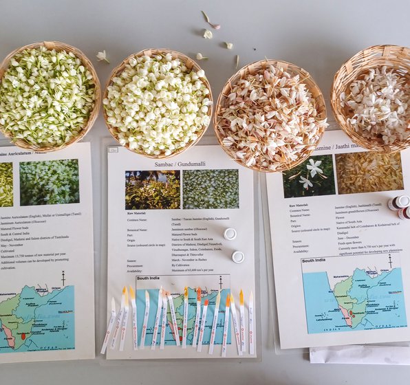 Varieties of jasmine laid out during a smelling session at the jasmine factory. Here 'absolutes' of various flowers were presented by the R&D team