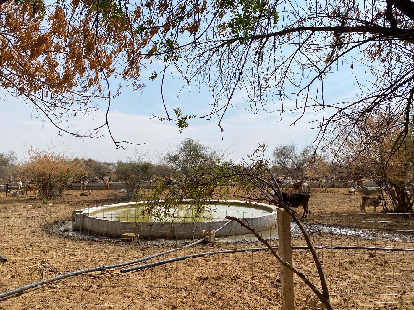 The gaushala (cow shelter) houses  roughly 44,000 cows and bulls of different breeds – Gir, Tharparkar, Rathi and Nagori