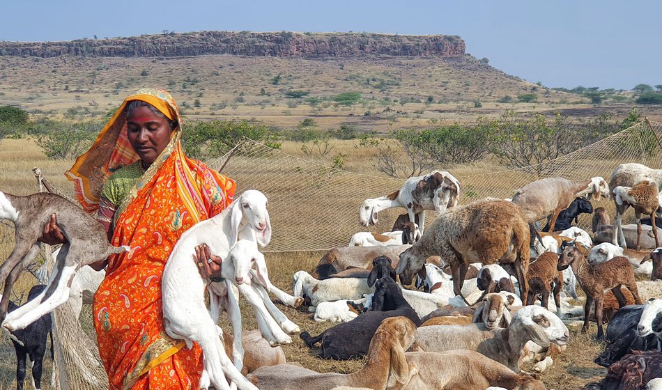 Herders like her stay on the road for six months, returning only after the onset of the monsoon as the small animals cannot withstand the Konkan region’s heavy rains