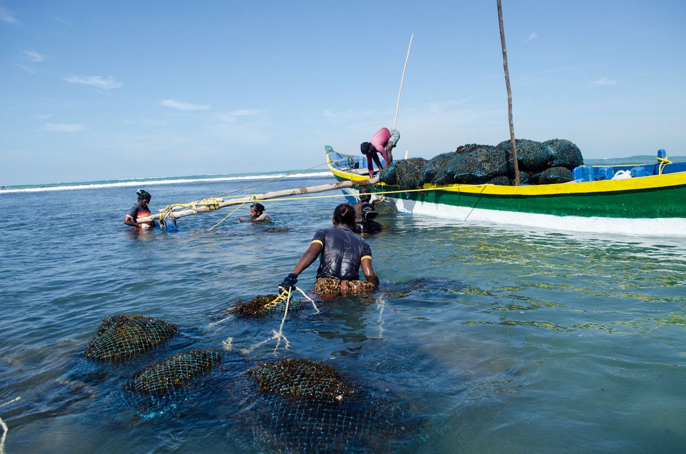 Tamil Nadu's seaweed harvesters in rough seas