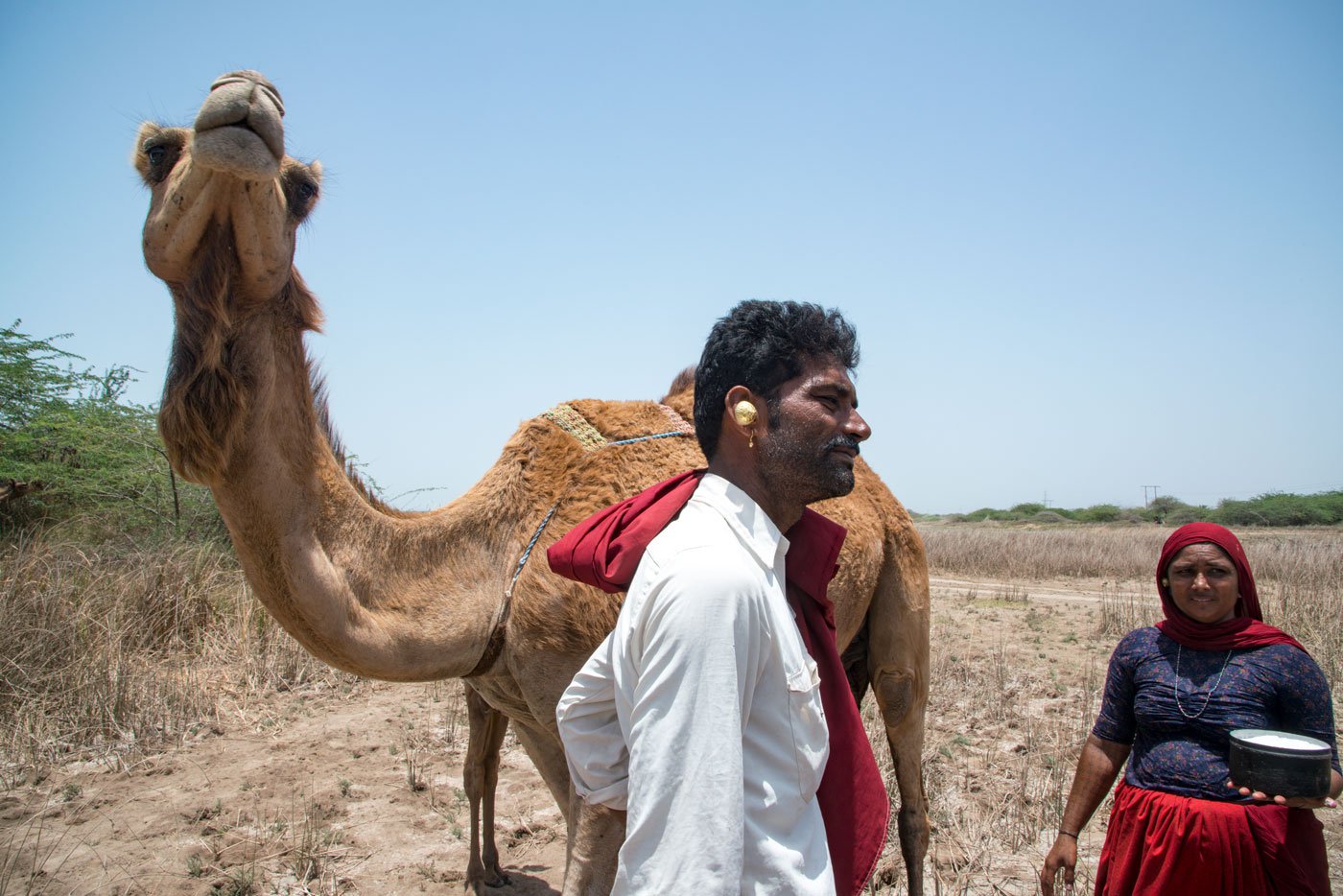 Jagabhai Rabari and his wife Jiviben Khambhala own 60 camels in Beh village of Khambaliya taluka, Devbhumi Dwarka district. ‘My livelihood depends on them. If they are happy and healthy, so am I,’ Jagabhai says