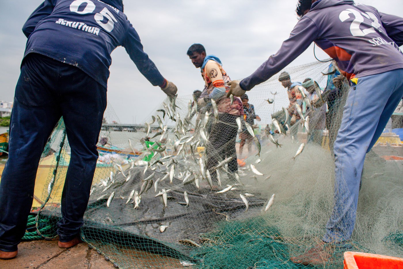 When sardines are in season, many fishermen are required for a successful catch