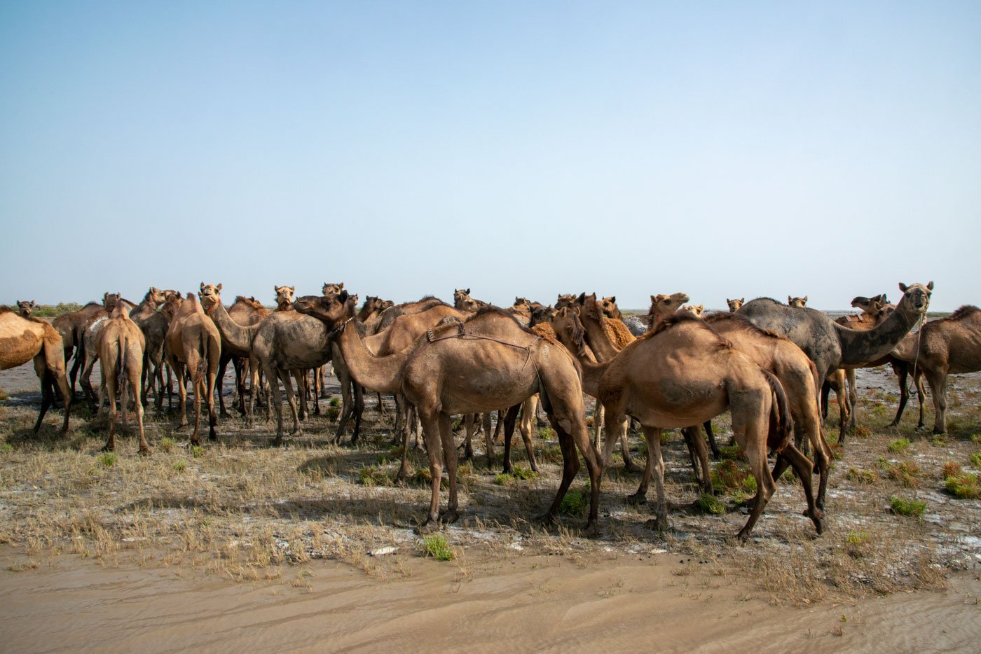 There are about 1,180 camels that graze within the Marine National Park and Sanctuary