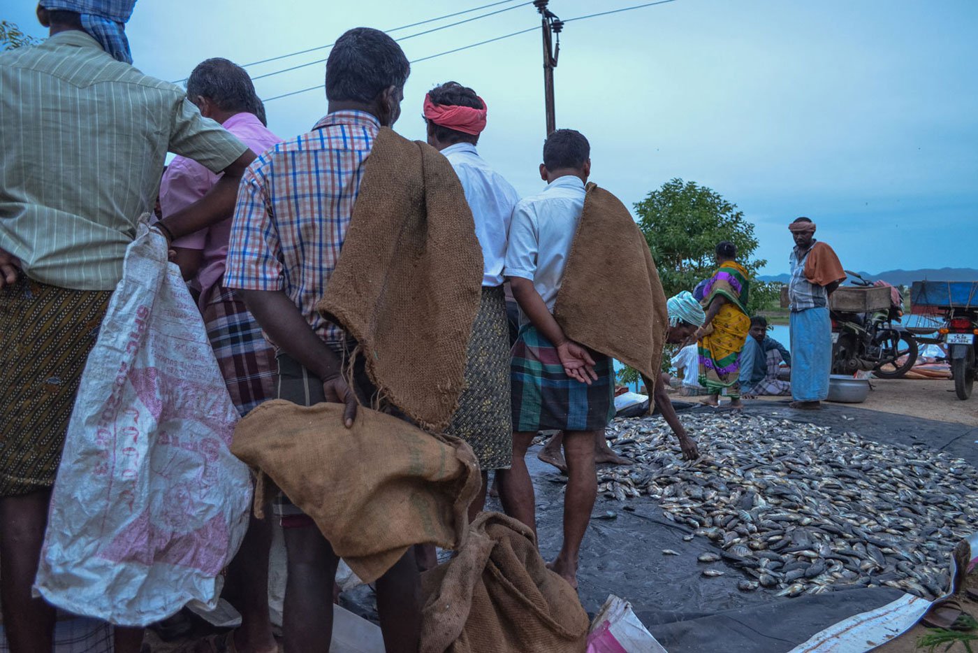 Local merchants waiting with their gunny bags to buy directly from the fishermen near the big lake in Jawaharlalpuram