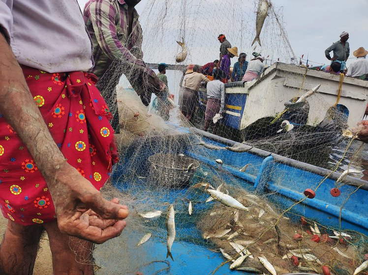Babu has been loading and unloading mostly oil sardine fish (right) from non-trawler boats for a few decades now