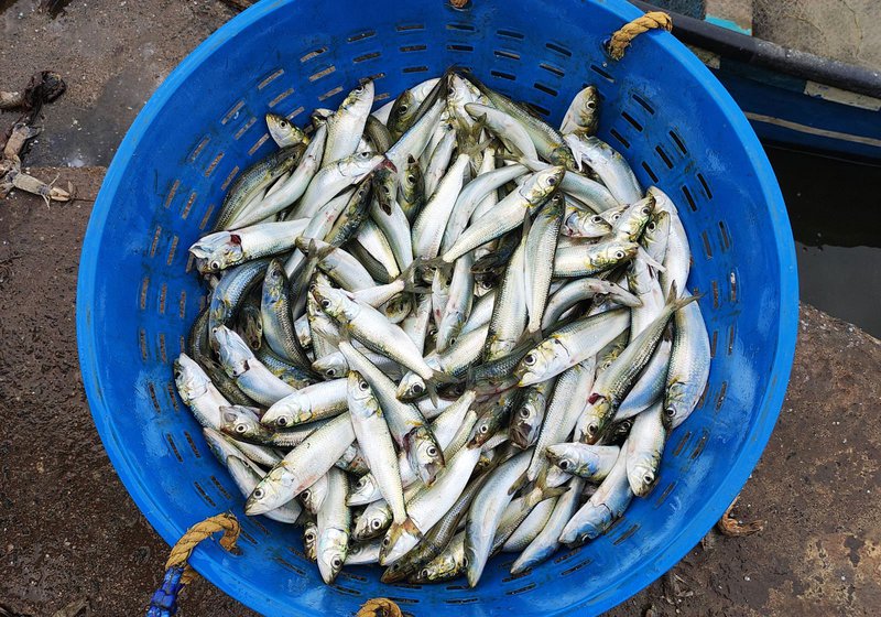 Babu has been loading and unloading mostly oil sardine fish (right) from non-trawler boats for a few decades now