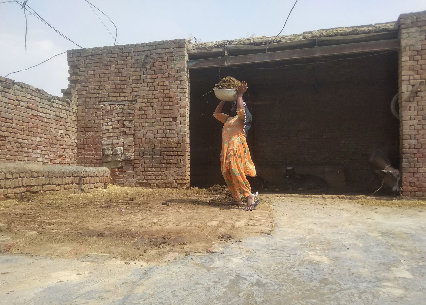After filling the baalta (tub), Manjit hoists it on her head and carries it out of the property