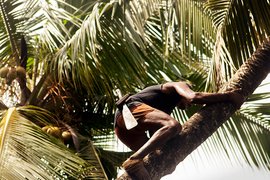 गोवा: नारियल की भरमार, तोड़ने वालों की दरकार