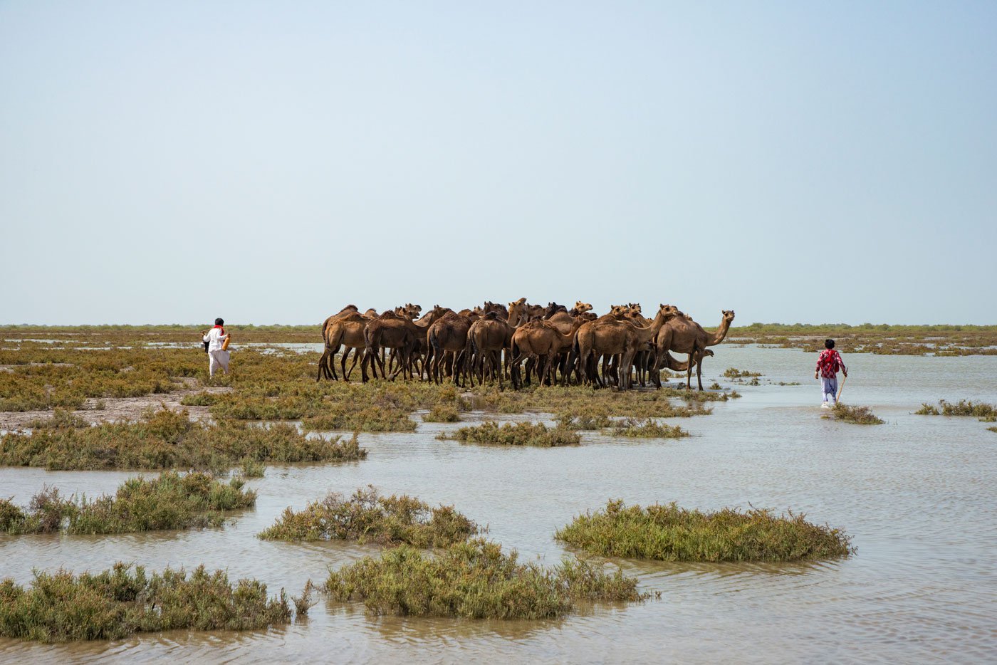 Jethabhai Rabari driving his herd out to graze in the creeks of the Gulf of Kachchh