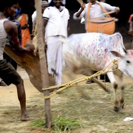 Man trying to tame cow during the annual go-bnadna' festival 