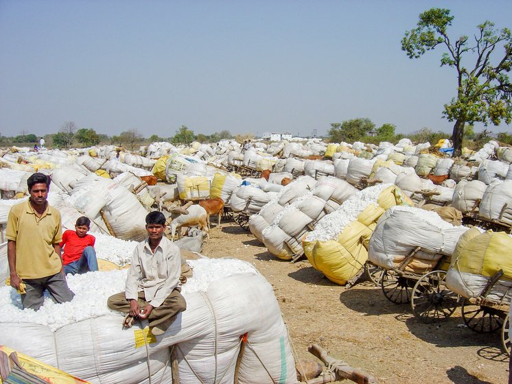 Cash crops, Covid and the cost of unsold cotton