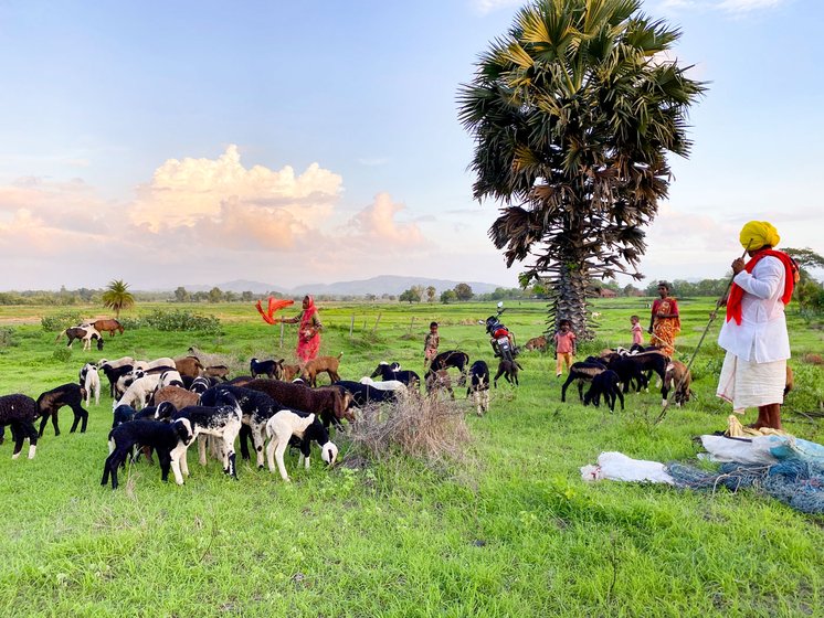 Selling lambs, sheep and goats is the main source of sustenance for the Dhangar families, headed by Prakash (right image) – with his wife Jayshree (left) and niece Zai

