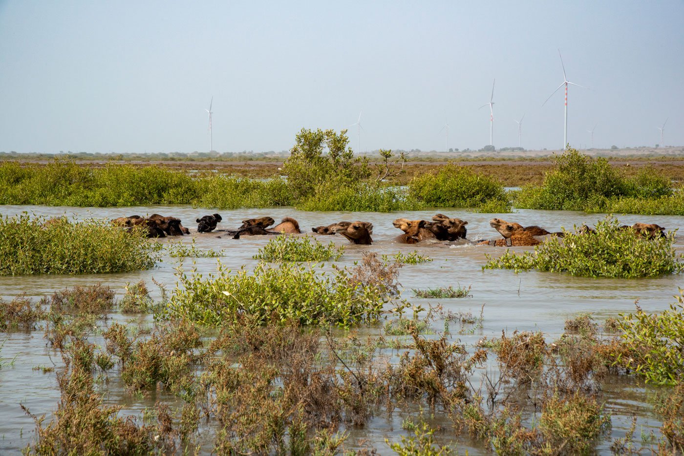 The Kharai camels swim to the mangroves as the water rises with high tide