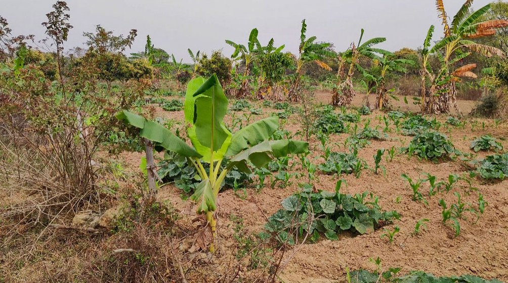 'If the elephants eat all the crops, what are we supposed to eat?' asks Prasenjit Das. He is worried that the elephants might ruin their banana grove among other fields