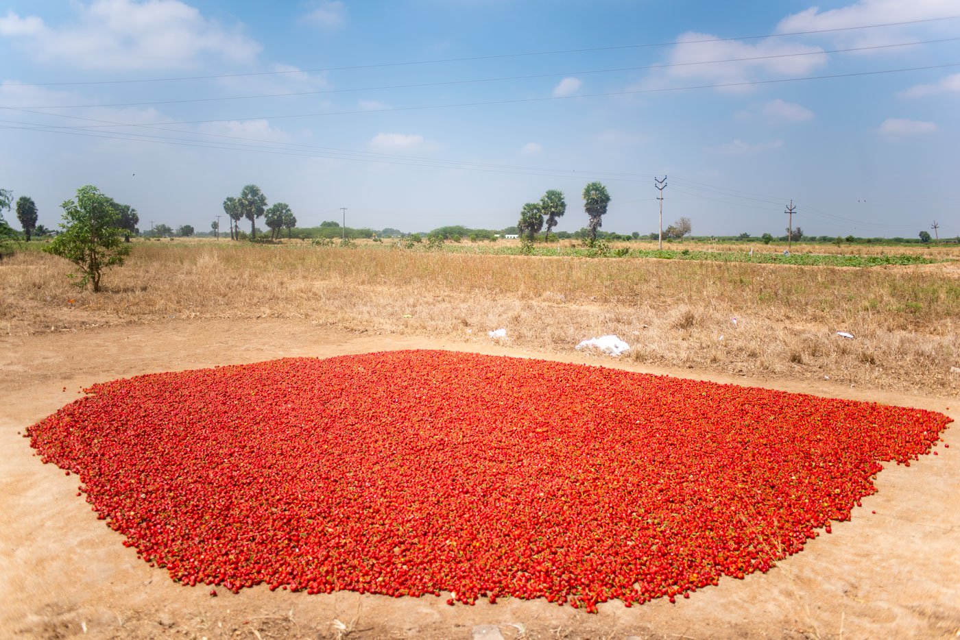 A harvest of chillies drying in the sun, red carpets of Ramanathapuram