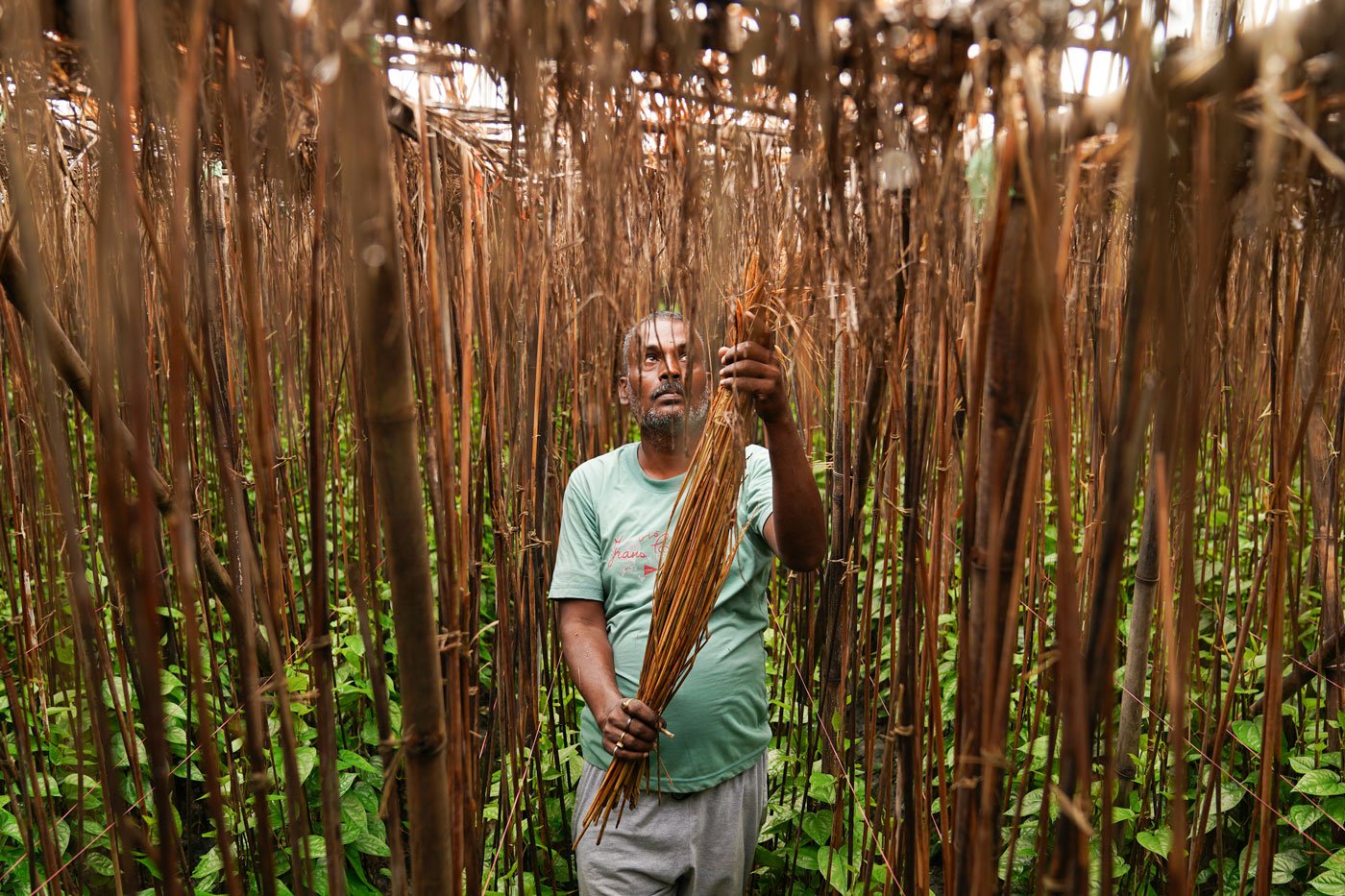 Uncertainty of weather and subsequent crop losses, has forced many farmers of Dheuri village to give up betel cultivation. 'Till 10 years ago, more than 150 farmers used to cultivate betel leaf in 10 hectares, but now their number has reduced to less than 100 and currently it is being grown in 7-8 hectares,' says Ranjit Chaurasia