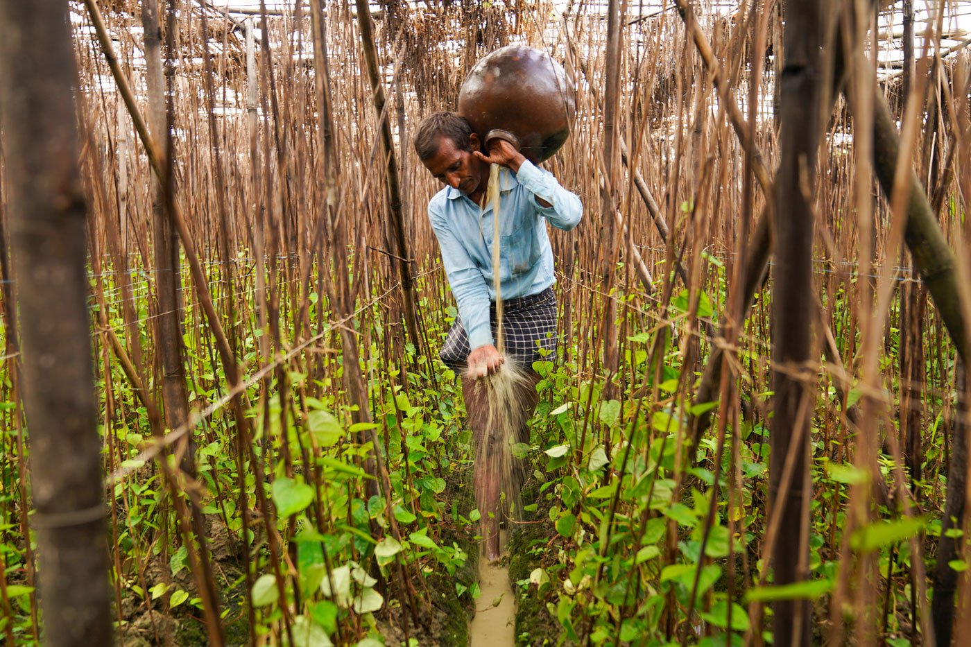 Ajay is sprinkling water on betel plants. He places an earthen pot on his shoulder and puts his palm on the mouth of the pot. As he walks in the furrows the water drips onto the vines