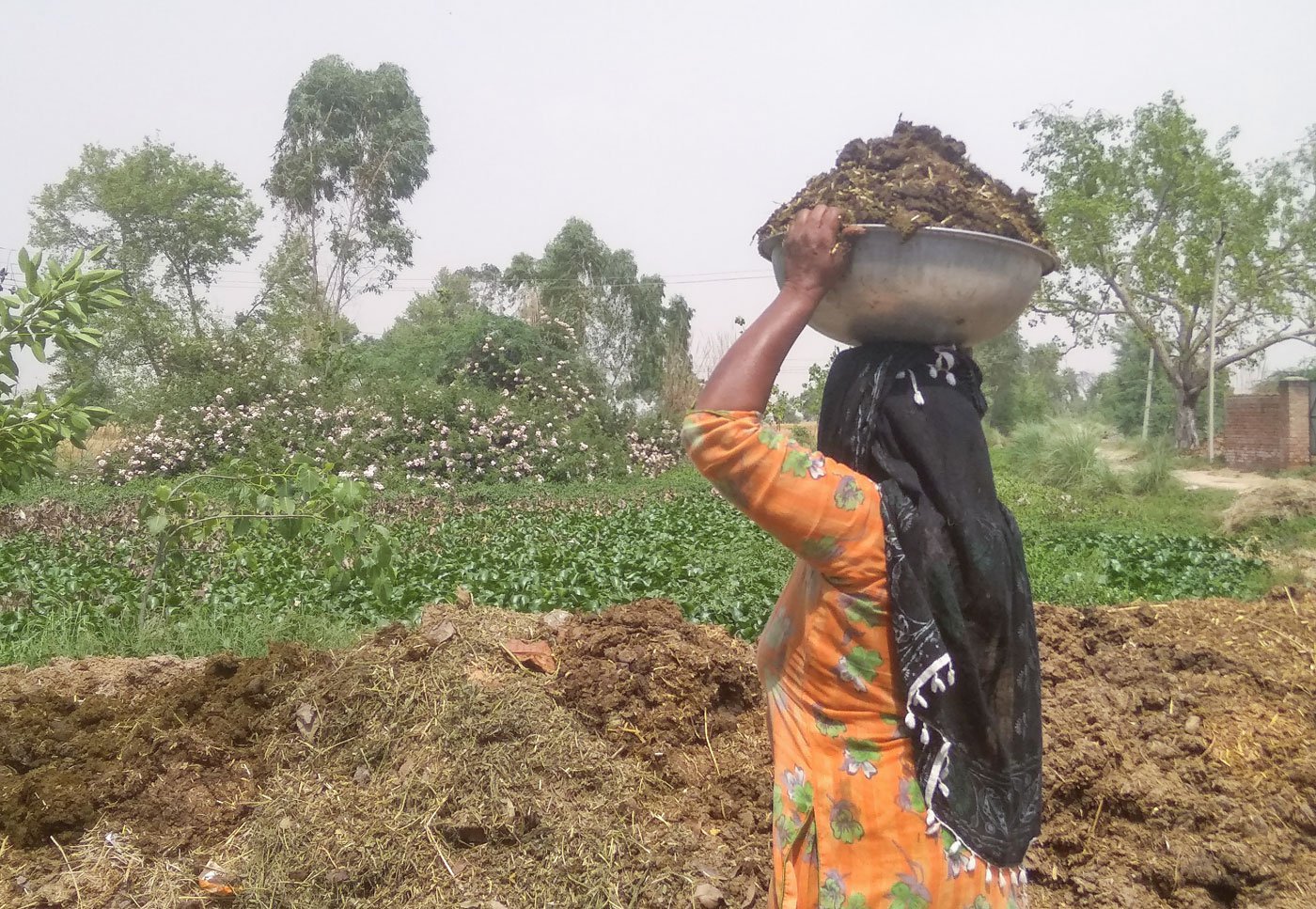 Helplessness and poverty pushes Mazhabi Sikh women like Manjit Kaur in Havelian to clean cattle sheds for low wages. Small loans from Jat Sikh houses are essential to manage household expenses, but the high interest rates trap them in a cycle of debt