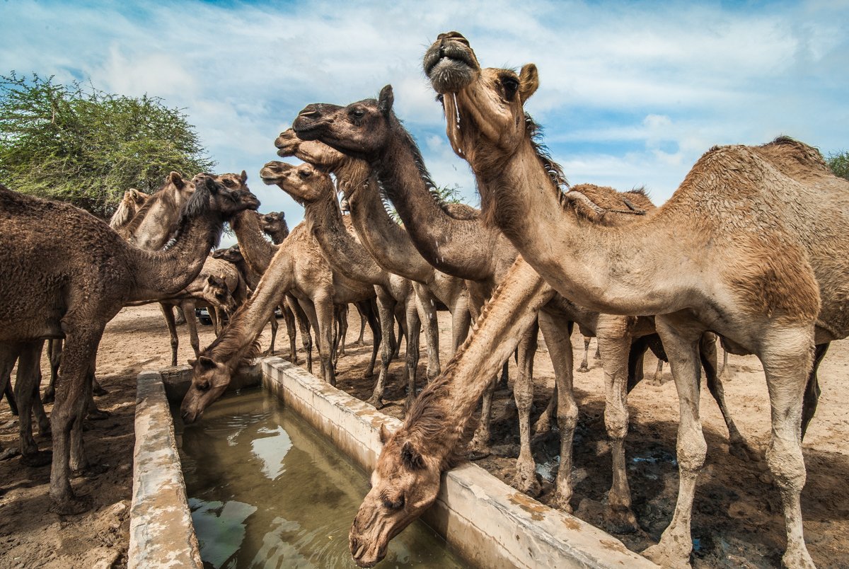 The swimming camels of Kachchh