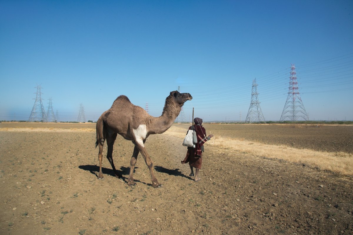 The swimming camels of Kachchh