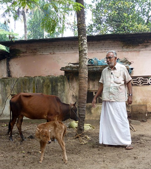 Chandran Master with the tiny Vechur calf, the latest addition to his diverse herd. He has animals of 11 different indigenous breeds in his compound