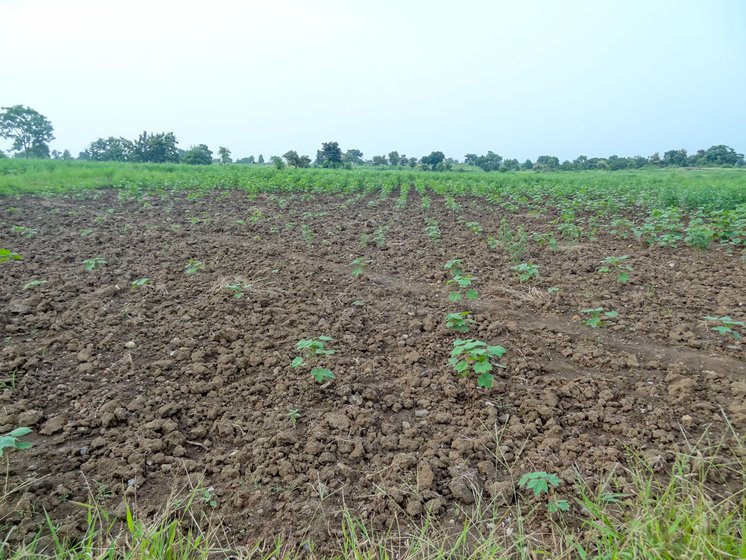 Badly damaged and stunted cotton plants on the forlorn farm of Champat Narayan Jangle in Ninganur village of Yavatmal district. Champat, a small farmer, died by suicide on August 29, 2022.
