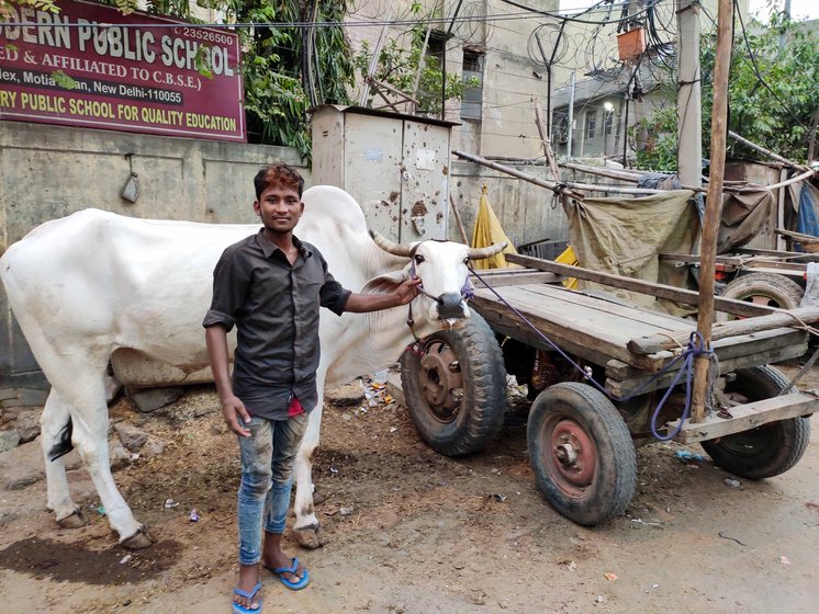 The densely-packed Motia Khan locality is home to many bullock carts owners, who park their animals and carts on the streets (left); among them is 18-year-old Kallu Kumar (right), who says, 'I had to follow in my father’s footsteps and ride the cart'