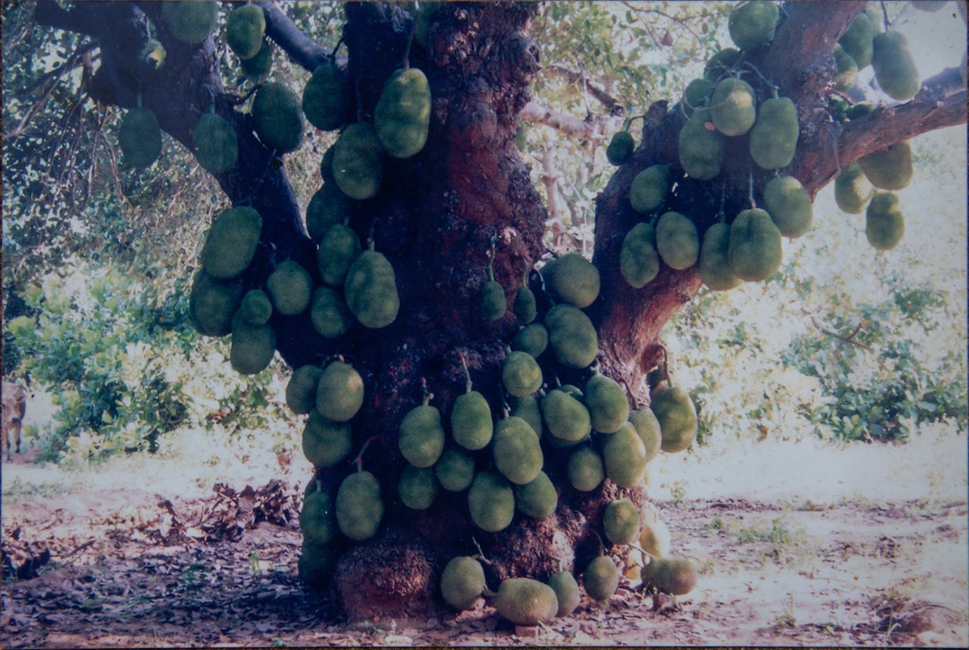 telling-the-wood-from-the-trees-in-tamil-nadu