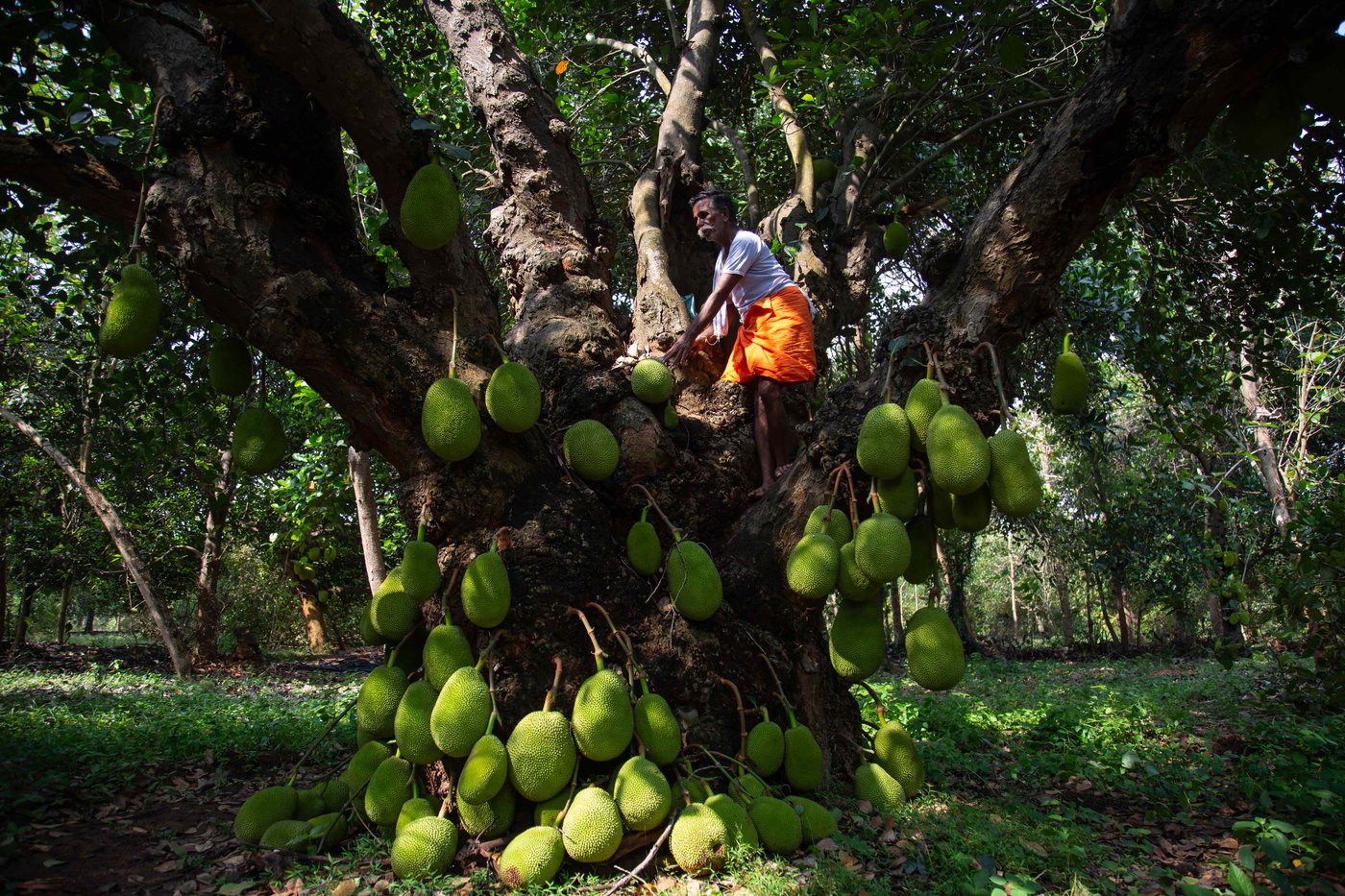 Telling The Wood From The Trees In Tamil Nadu