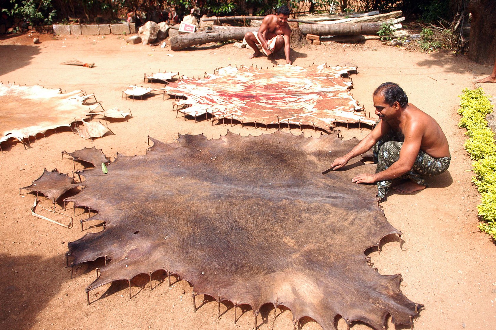 The Kadachi Kollan wash and dry the animal skins in their courtyards in Peruvemba village