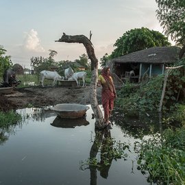 Senu Devi stands in her flooded paddy field in Gobrahi village, Darbhanga, Bihar. She grows dasariya variety of paddy