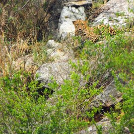 Leopard sits in the Bandipur forest. Jenu Kuruba Adivasi documents her life in a forest