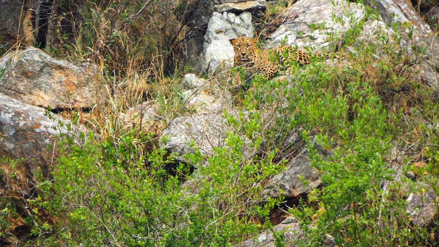 Leopard sits in the Bandipur forest. Jenu Kuruba Adivasi documents her life in a forest