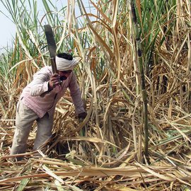 Man cutting sugarcane