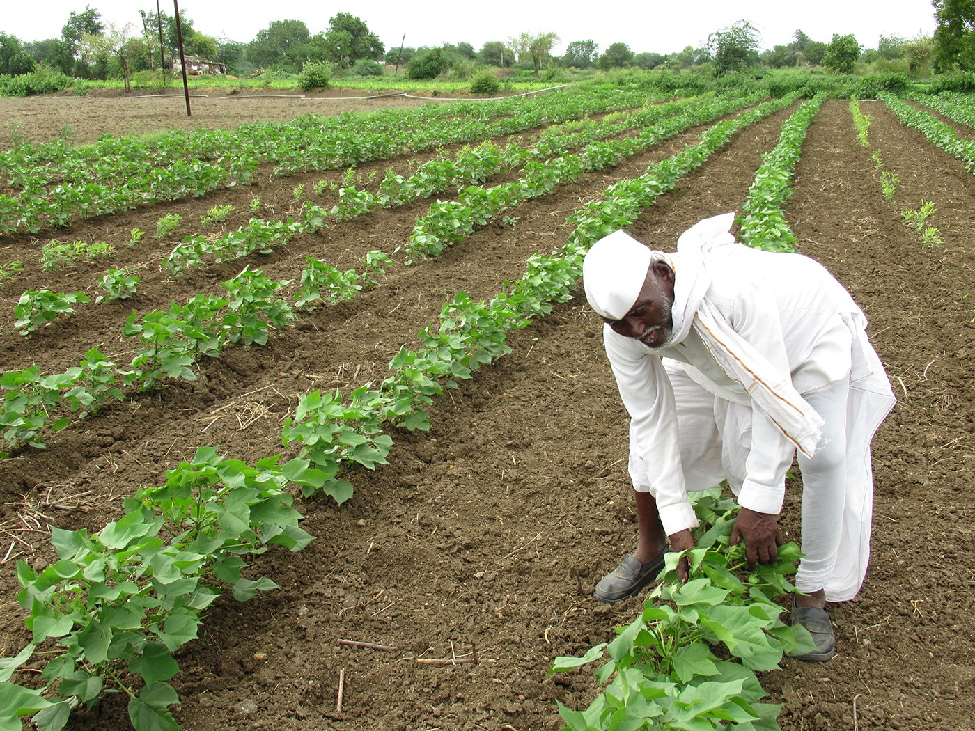 Cash Crops