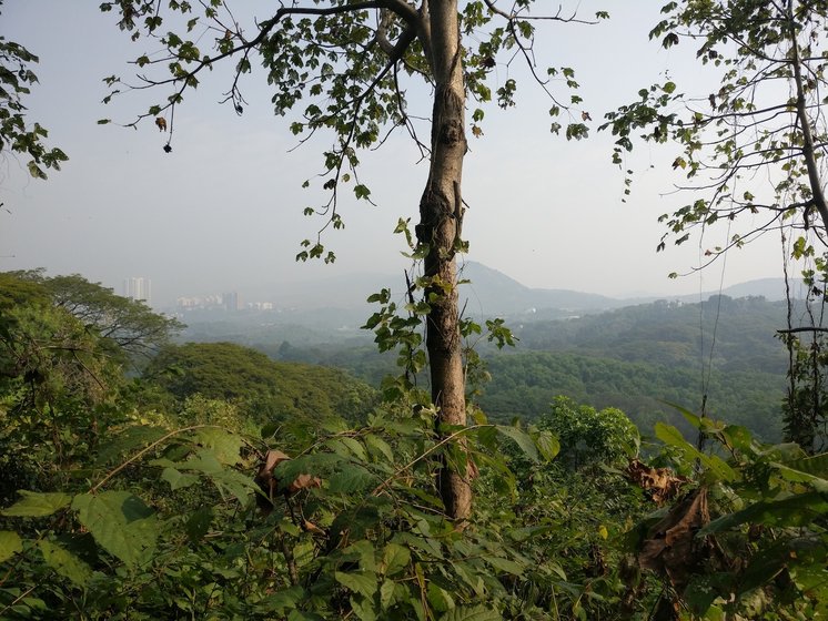 Aarey forest
