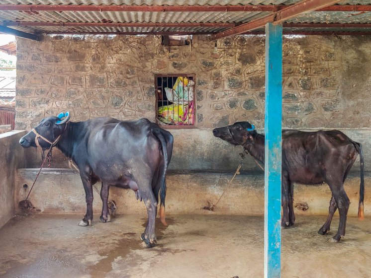 Buffaloes in a shed in the village. Farmers say they are riskier to rear