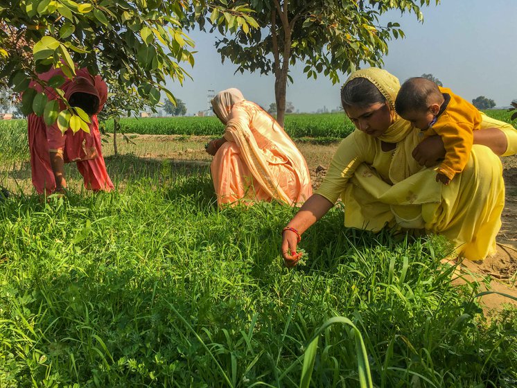 Vegetables and fruits, planted by Shanti in small patches of the family lands, are plucked by the women for consumption at home