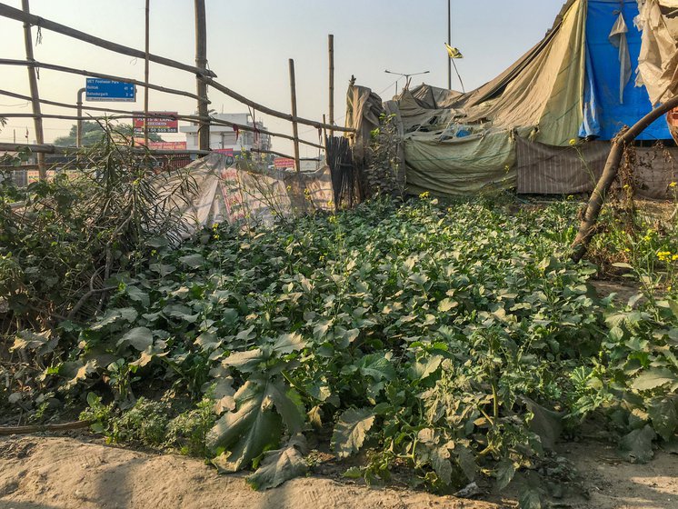 On the divider of the highway not far from their tents, Paramjit and other women farmers have been growing vegetables. The day I met her, she was cooking spinach harvested from this ‘farmland’