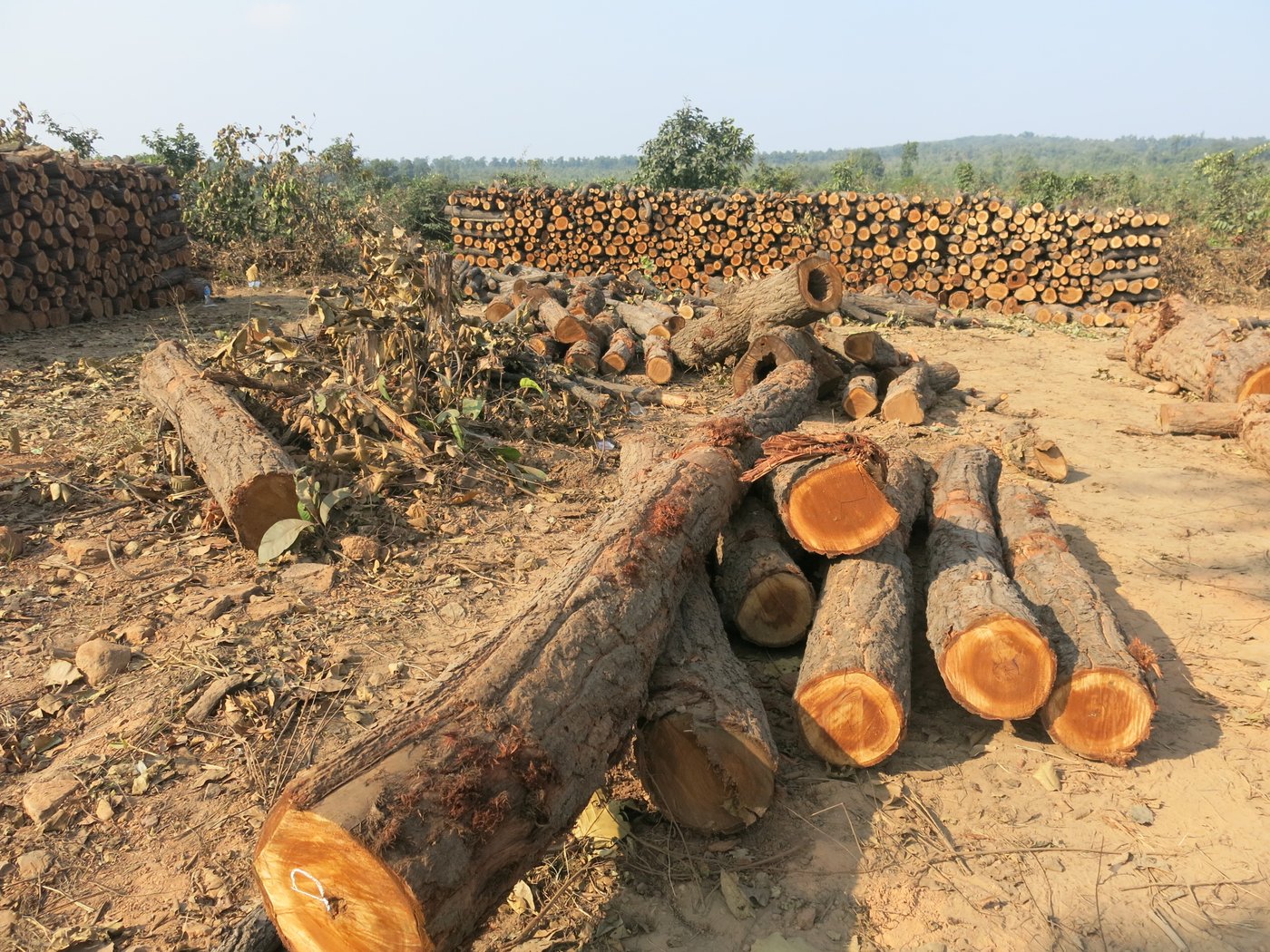 we-believe-15-000-trees-have-already-been-cut