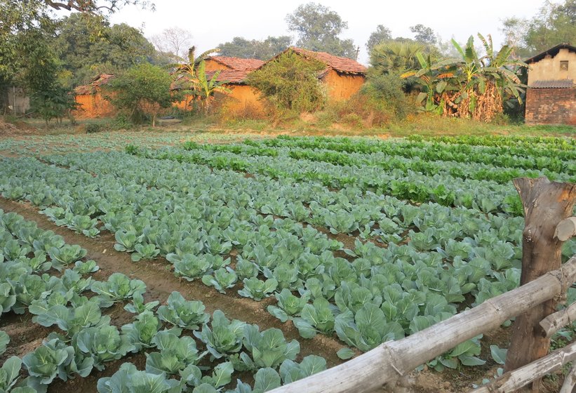 Left: Across the villages, many homes have vegetable farms adjoining homesteads. Right: Many like Hursikes Buriha also depend on paddy cultivation