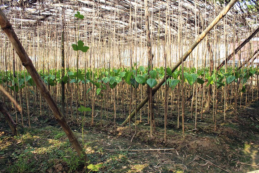 paan leaves cultivation