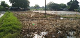 दिल्ली: एक मरती हुई नदी और किसानों की तबाह होती आजीविका