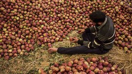 کشمیر میں سیب کی تجارت: اس محنت کا کوئی پھل نہیں