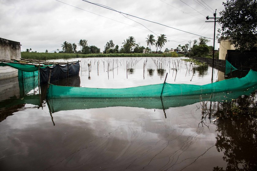 Flooded tomato fields