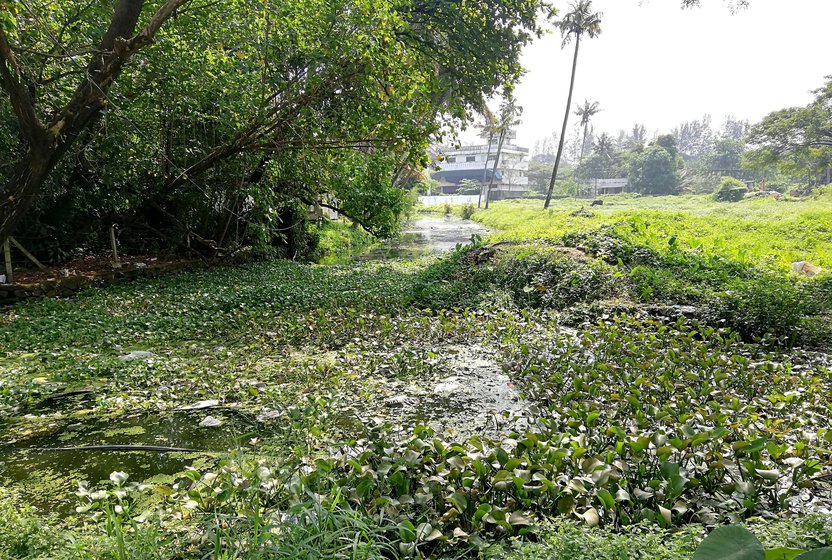 Left: during high tide, the canal overflows. Right: Invasive weeds grows in the stagnant water, where mosquitoes, files, snakes and rats proliferate
