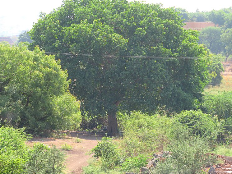 Left: The medicines cost Rs. 5,000. It had taken Amol nearly nine months to save Rs. 7,000 from his farm wages. Right: During the day, Amol seeks relief from the heat under a nearby peepal tree