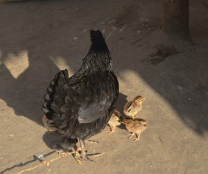 Leashed pet hen with her chicks
