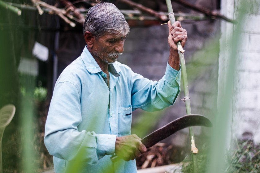 Vishnu Bhosale shaves the bamboo stems to ensure they are in the proper size and shape. Narayan extracting the fibre from Agave leaves which are used to tie the rafters and horizontal wooden stems